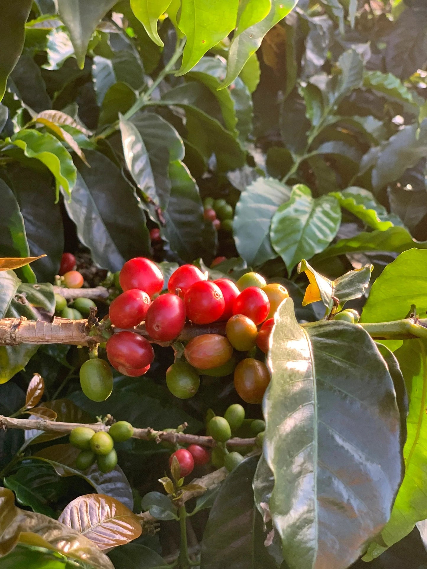 Colombia Los Guaduales -Yury Montanchez - Washed Process